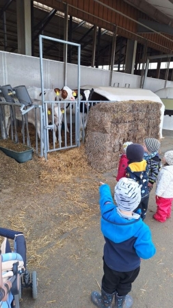 ...besuchen den Kuhstall