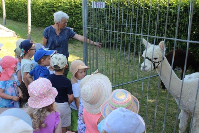 Alpakas zu Besuch in der Kita