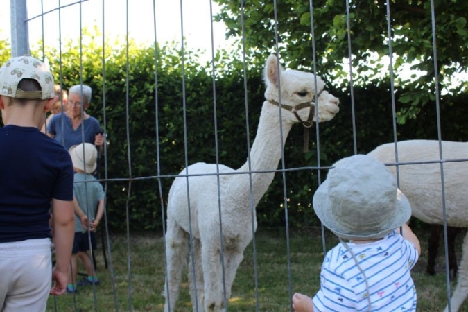 Alpakas zu Besuch in der Kita
