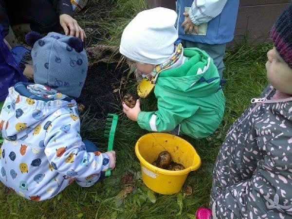 Kartoffelernte im Miniclub