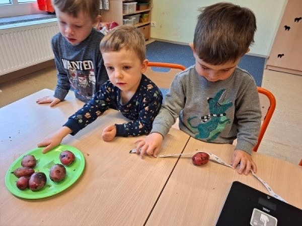 Nach der Ernte dürfen wir Messen & Wiegen