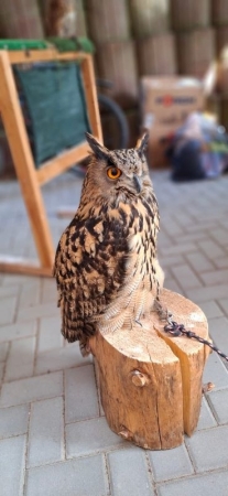 Erzkäuze zu Besuch