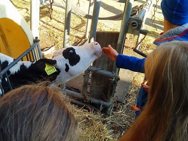 Besuch im Kuhstall