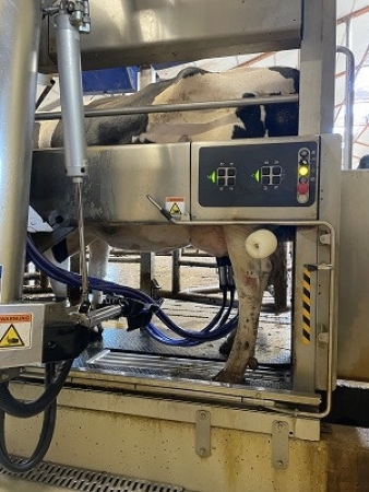 Eine Kuh wird gerade gemolken